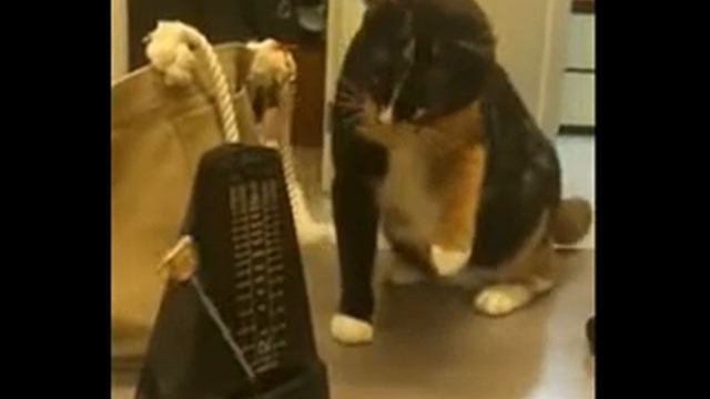 Любознательный кот играется с метрономом. смотреть онлайн