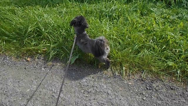 Отдам собачку, г. Солнечногорск смотреть онлайн