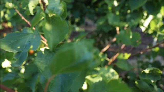 Leah Cot Aprium AZ 9B смотреть онлайн