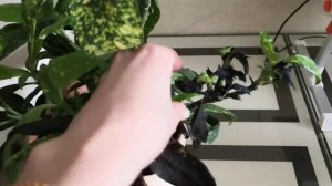 Аукуба чернеют и опадают листья!