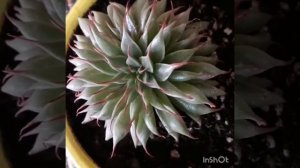 Graptoveria 'Silver Star'