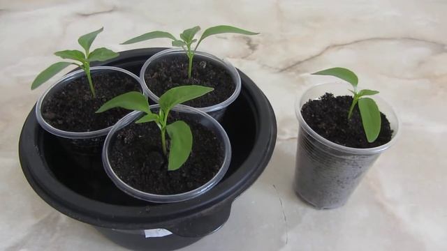 Росянка капская 2.