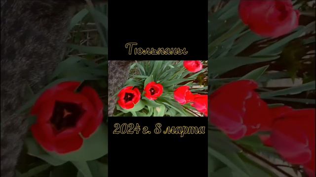 Тюльпаны🌷
