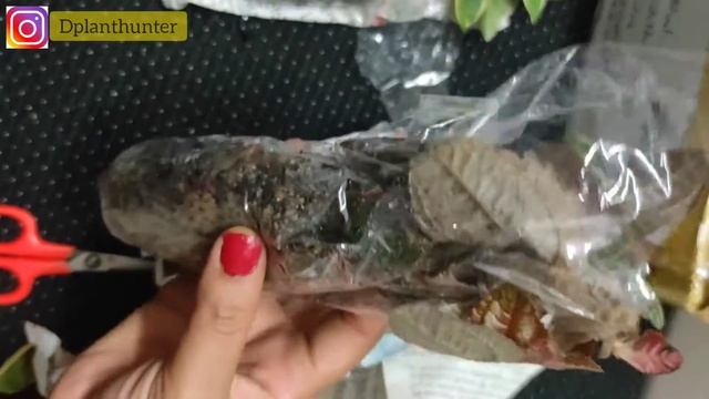 #Plant #Unboxing | Pilea Norfolk смотреть онлайн