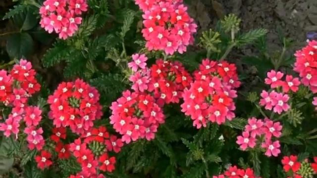 Цветы рассада, озеленение, благоустройство территорий. смотреть онлайн