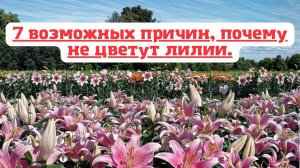 7 возможных причин, почему не цветут лилии.💐