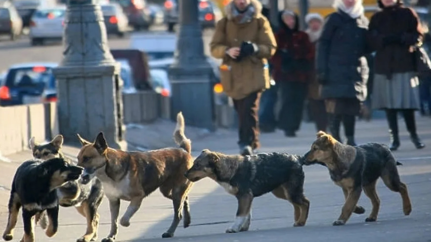 Нападение собаки на человека! Последствия для хозяев. Что делать с бездомными псами смотреть онлайн