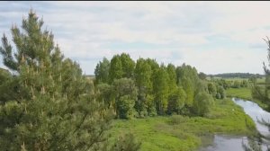 Екатерина Колесник "Травы луговые"