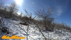 Пение щегла - Голоса птиц.  Щегол на прослушивании запел.