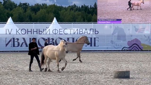 Фестиваль ''Иваново поле//VLOG//Кони с Олей #ивановополе