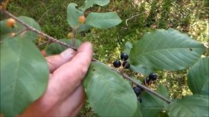 крушина ломкая