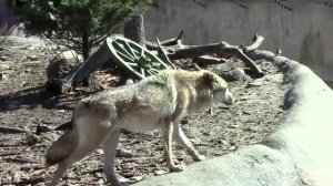 Волки в Московском Зоопарке / Wolves in the Moscow Zoo