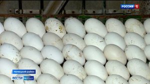 Фермер из Немецкого национального района уже 15 лет разводит гусей