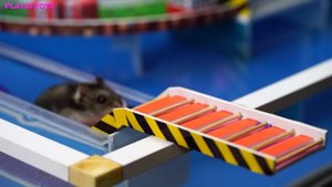 🐹MEGA HAMSTER RACE 🐹 maze with Traps hamster🐹 Minecraft Maze😱OBSTACLE COURSE😱