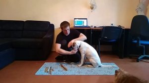 команда держи | как научить собаку держать предмет | дрессировка собак