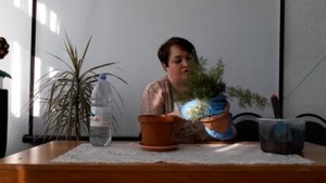 Мастер - класс для детей "Пересадка комнатного растения методом перевалки"