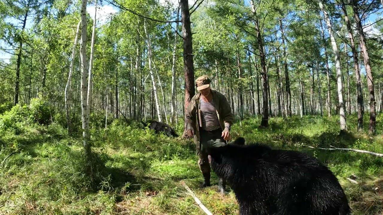 Медведица бу-бу-бу. смотреть онлайн