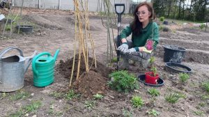 Jak i kiedy SADZIĆ CLEMATISY powojniki ? 🌸 Sadzenie i uprawa clematisów