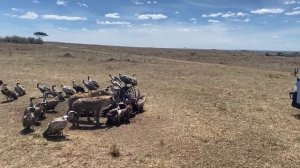 Гиены и стервятники доедают останки буйвола.Сафари в "Масаи Мара".Кения.Африка.Январь2022