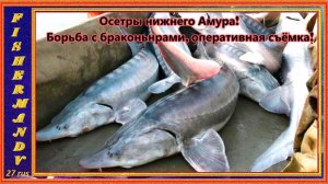 БОРЬБА С БРАКОНЬЕРАМИ НА АМУРЕ, ОСЕТРЫ, КАЛУГА  нижнего Амура! . 1 часть.
