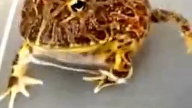 Злая жаба\ Evil Frog смотреть онлайн