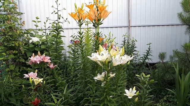 ЛИЛИИ в САДУ * Выращивание Лилий * Многолетние Цветы смотреть онлайн