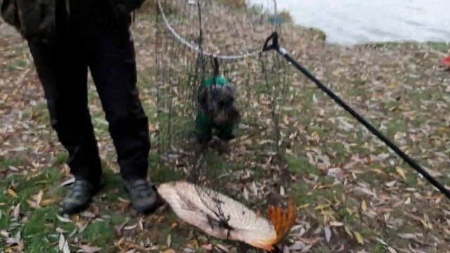 Рыбалка на карпа в ноябре смотреть онлайн