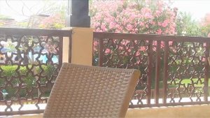 Обыкновенная и священная Майна, птицы с гуманитарными способностями!