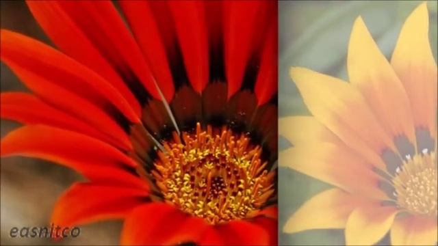 Газания, цветок для вашего сада! смотреть онлайн