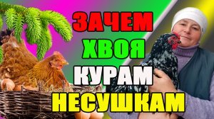 Зачем ХВОЯ курам несушкам.