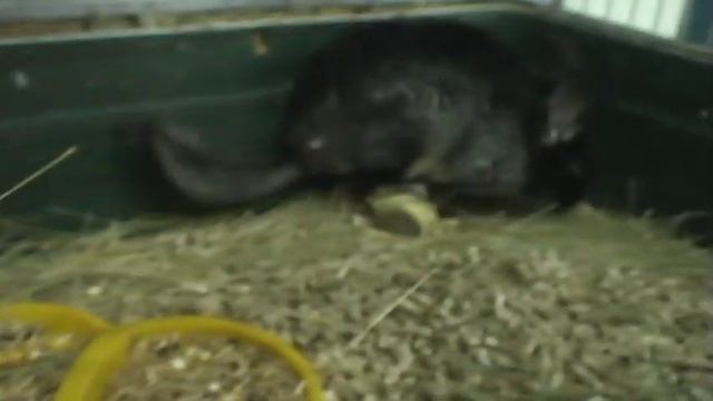 шиншилла ДЕВОЧКА КРАСАВИЦА смотреть онлайн