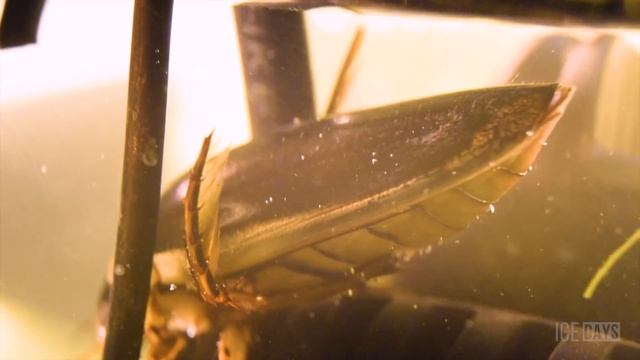 МЫ СДЕЛАЛИ АКВАРИУМ ДЛЯ ПЛОТОЯДНОГО ЖУКА смотреть онлайн