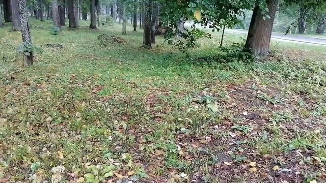 Песня о Листьях . авт Н. Шипилов. 1976г. смотреть онлайн