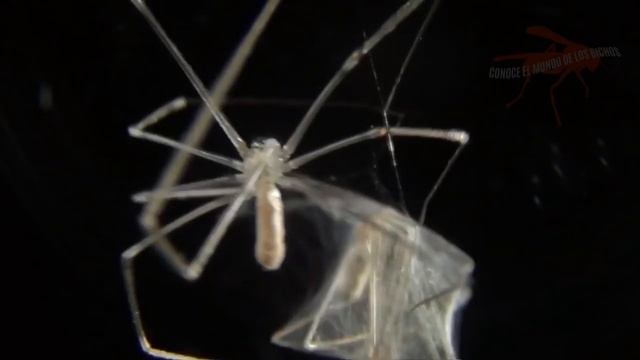 PHOLCUS CHUPANDO - TIME LAPSE смотреть онлайн