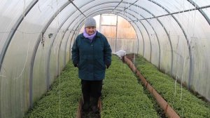 Как Использовать Сидераты Эффективно и Экономно.