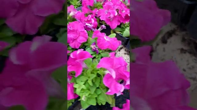 Петунии. смотреть онлайн