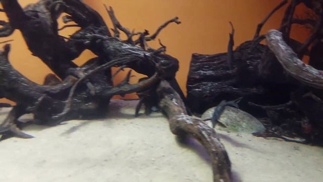 Это было здорово!! Обязательно вернусь #москвариум скаты #рыбы смотреть онлайн