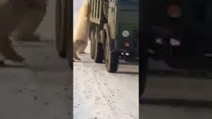 Нападение белых медведей.