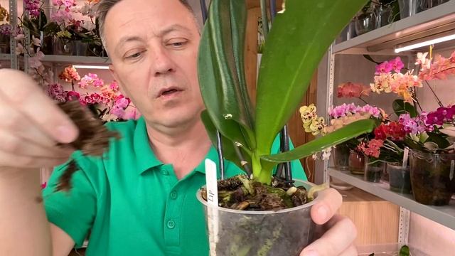 когда орхидею НЕ пересаживать, как продлеваю жизнь орхидеи в магазинном горшке смотреть онлайн