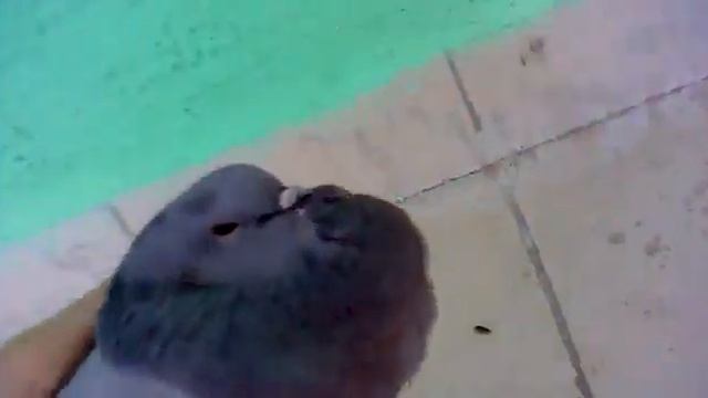 голубь "четенько сдох" смотреть онлайн