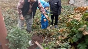 посадка деревьев Золотая китайка (яблоня) и Антоновка