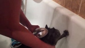 Купаем кота)