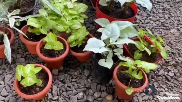Syngonium plant care|സിംഗോണിയം പ്ലാന്റ് കെയർ| смотреть онлайн