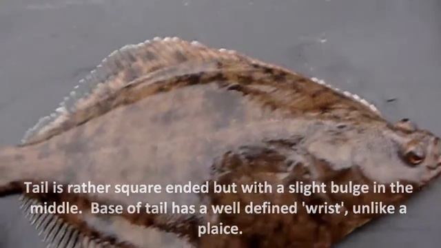 Identifying flounder (Platichthys flesus) смотреть онлайн