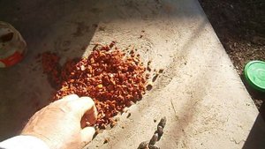 Посадка хурмы , дедовские секреты хурмы с косточки