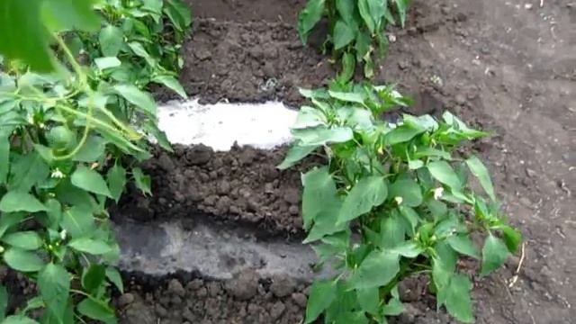 Поперечный полив перцев в рядках
