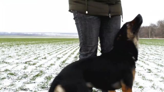 Лабрадор и метис- dog tricks / зима 2021 ❄ смотреть онлайн