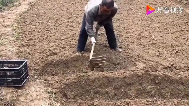 Китайский бизнес. Сажаем правильно имбирь 生姜