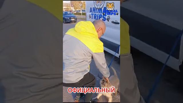 Перевозка питомцев в Латвию (Рига)
#AnimalTrips #ПеревозкаЖивотных #ДоставкаЖивотных #Латвия