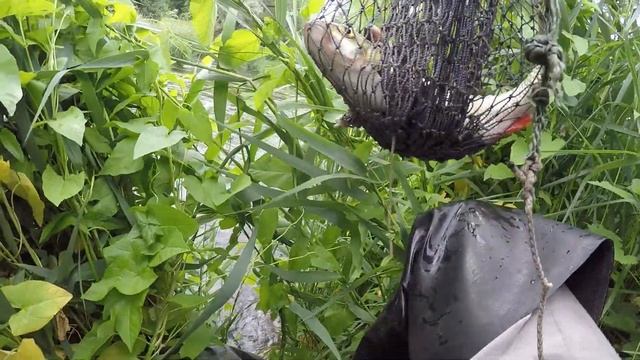 2020 06 22 Голавли на бронзовку смотреть онлайн